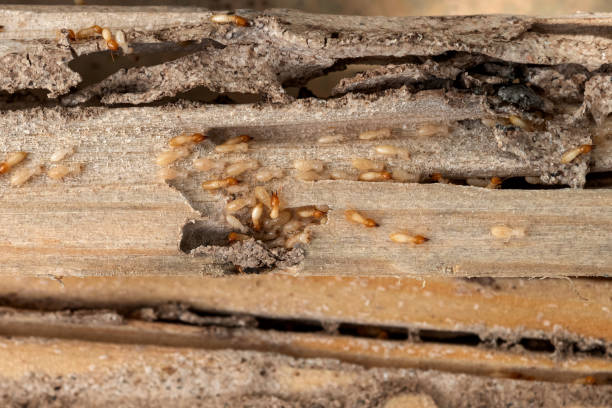 Reliable Sheffield Lake, OH Pest Control Solutions