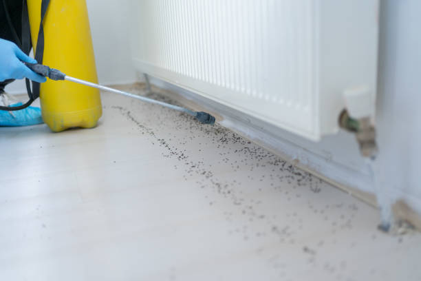 Best Flea Control Services  in Sheffield Lake, OH